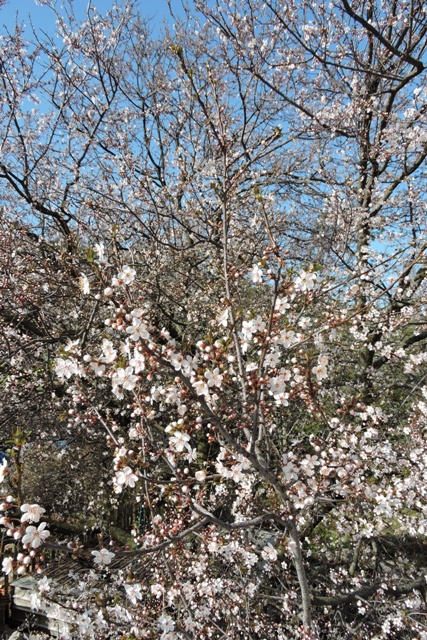 Myrobalan plum first blossom